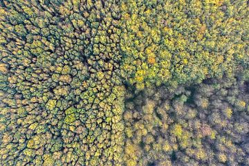 Loofbossen in Nederland van Jeroen Kleiberg