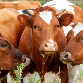 Trois vaches hollandaises sur Dennis Schaefer