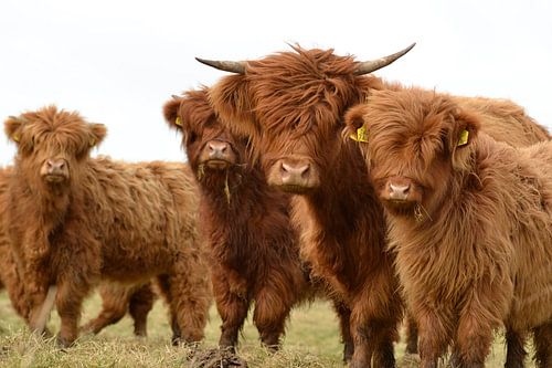 Scottish highlanders curious group