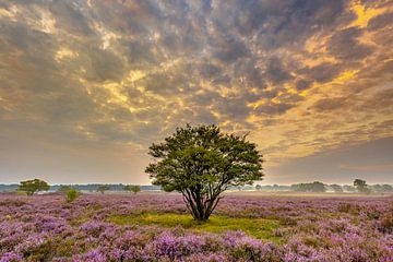 Sunrise moor landscape by Andy Luberti