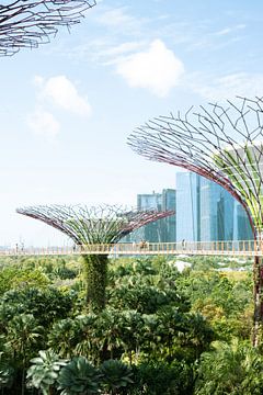 Super Trees in Gardens By The Bay, Singapore van Amber Francis