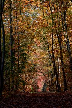 allée forestière aux couleurs de l'automne sur W J Kok
