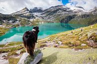 Border Collie on lookout over Austrian mountain lake by Pieter Bezuijen thumbnail