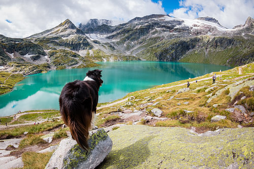 Border Collie op de uitkijk over Oostenrijks bergmeer