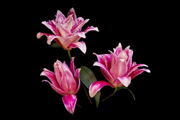 Lovely Lilies van marlika art