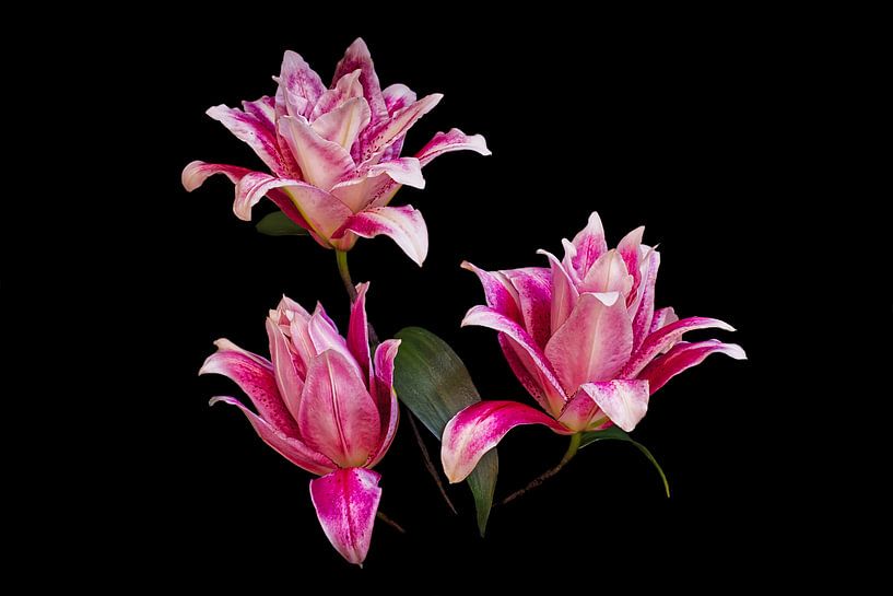 Lovely Lilies von Marlika Art
