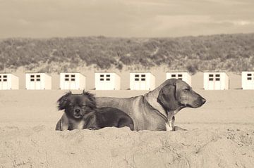 Texel, genieten van zon, zee en strand en honden van Elfriede de Jonge Boeree
