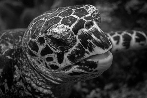 Karetschildpad @ Komodo, Indonesie