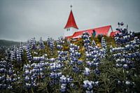 Lupine voor de kerk op Vik Eiland