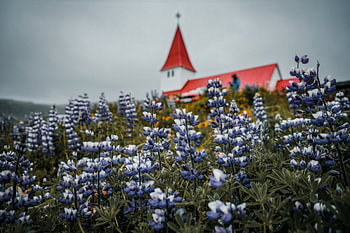 Lupine in front of the church of Vik Island
