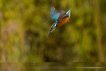 Kingfisher in flight. by Menno Schaefer