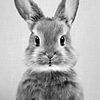 Baby Rabbit - Black & White by Gal Design