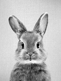Baby Rabbit - Black & White