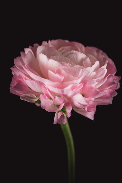 Kunst Ranunkel von Sandra Hazes