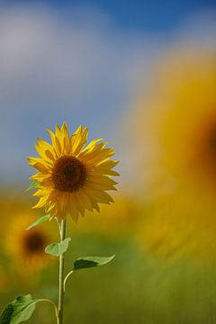 Sonnenblumenfeld in der Auvergne in Frankreich