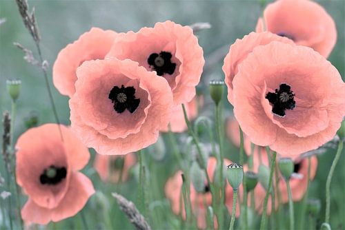 Mohnblumen ganz  by Julia Delgado