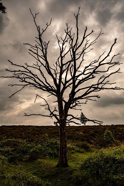 Character by Michael van Eijk