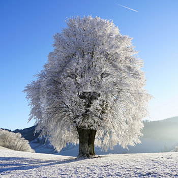 Leeuwenboom – Surrealistische digitale kunst in winterlandschap