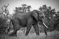 Jumbo in Kruger