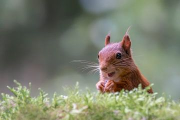 Neugieriges Eichhörnchen. von Albert Beukhof