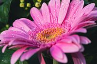 Gerbera met druppels