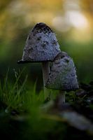 ink fungus