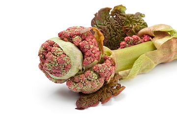 De bijzondere vorm van een verse rabarber bloem van Frans Rombout