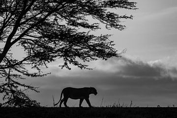 Leeuwin in tegenlicht (zwart-wit) van Arjen Heeres