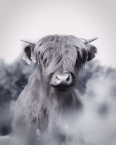 Portret Schotse hooglander zwart/wit van Chantal