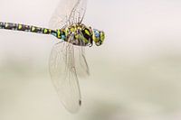 Flight Portrait