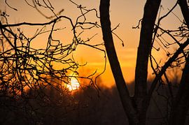Lever du soleil dans le Bargerveen