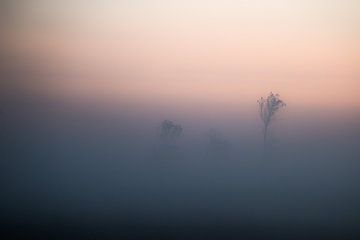 Mist in the polder