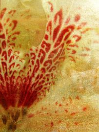 azalée sur fantasina