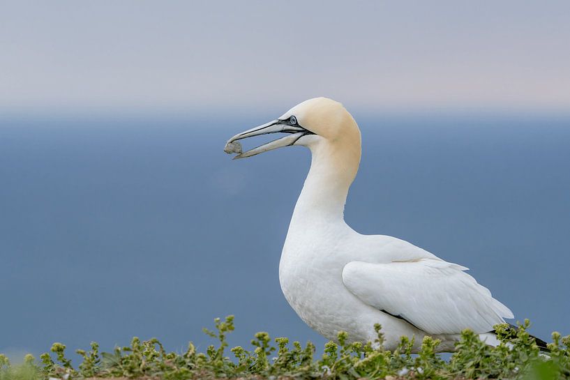 Jan Van Gent par Rando Kromkamp Natuurfotograaf
