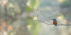 Eisvogel