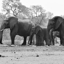 Family Elephant by Rinke van Brenkelen