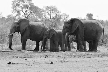 Family Elephant by Rinke van Brenkelen