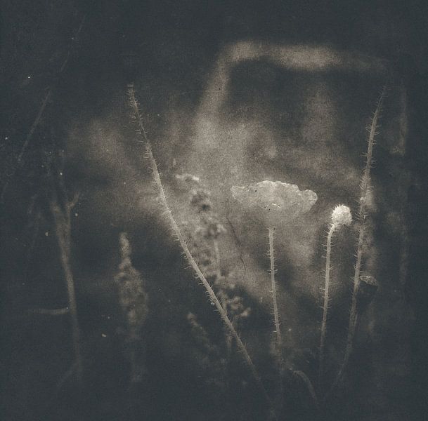 Flower by Jaap Lagendijk