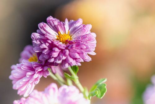 Roze chrysant