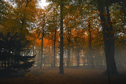 De adem van het bos