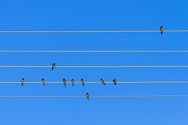 Zwaluw Symfonie  by Dennis van de Water