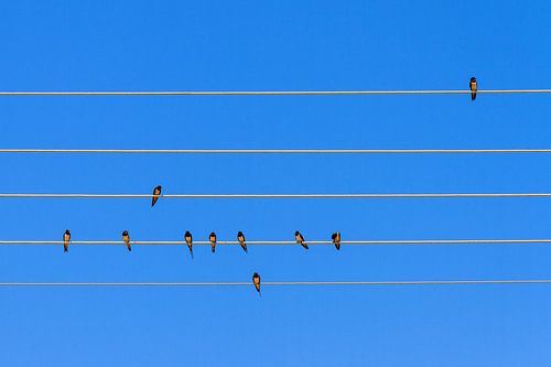 Zwaluw Symfonie  sur Dennis van de Water