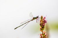 Blaue Azurjungfer - elegant und filigran