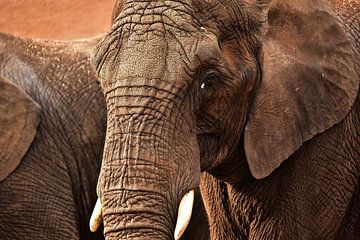 Skin by Wanda van de Bovenkamp