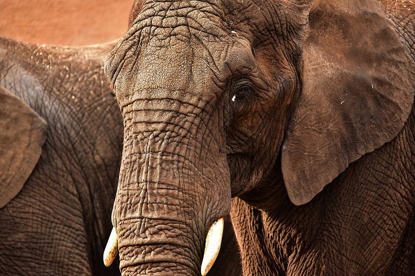 peau  par Wanda van de Bovenkamp