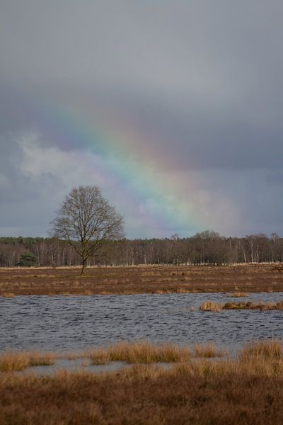 Dwingelderveld Park by North Scape