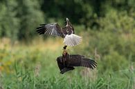 Marsh Harrier by Jan van Vreede thumbnail