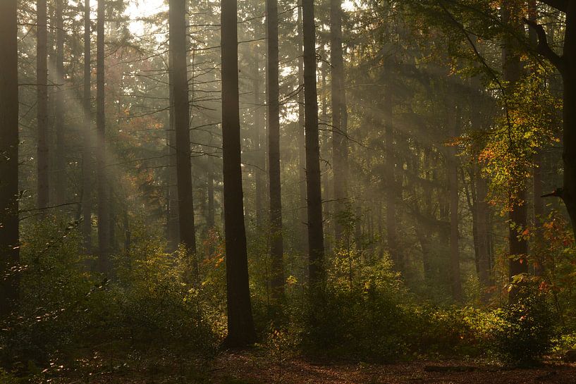Sonnenschein im Wald im Herbst von Klaas Dozeman