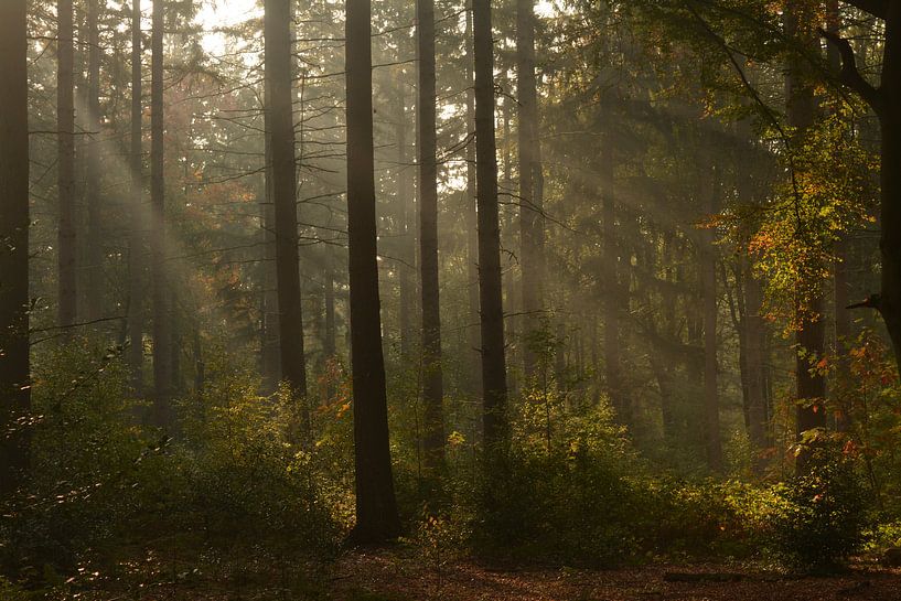 Sunshine in the forest in autumn by Klaas Dozeman