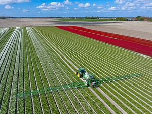 Tulpen mit einer Pflanzenschutzspritze auf einem Feld